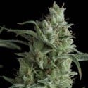 Kryptonite (Pyramid Seeds) feminized