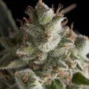 Fresh Candy (Pyramid Seeds) feminized