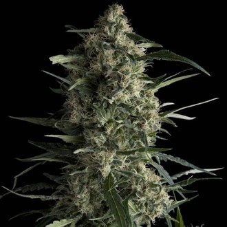 Galaxy (Pyramid Seeds) feminized