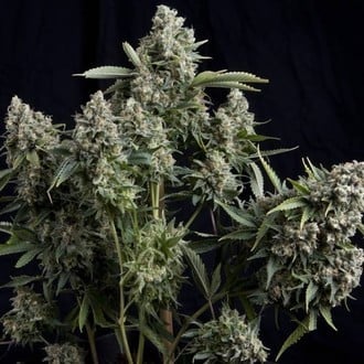 Tutankhamon (Pyramid Seeds) feminized