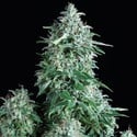 Anubis (Pyramid Seeds) feminized