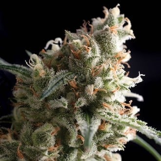 Auto Super Hash (Pyramid Seeds) feminized