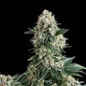 Auto New York City (Pyramid Seeds) feminized