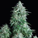 Auto Anubis (Pyramid Seeds) feminized