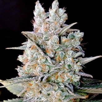 Kritikal Bilbo Auto (Genehtik Seeds) feminized