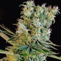 Amnesia Bilbo (Genehtik Seeds) feminized