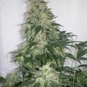 Amnesia Bilbo (Genehtik Seeds) feminized