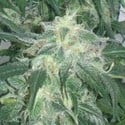 Amnesia Bilbo (Genehtik Seeds) feminized