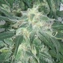 Amnesia Bilbo (Genehtik Seeds) feminized