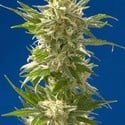 AK (Spliff Seeds) feminized