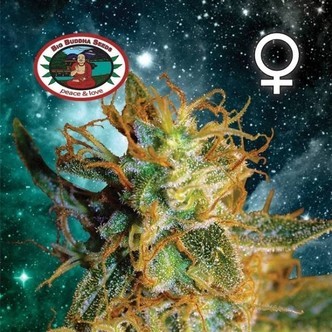 Silver Cheese (Big Buddha Seeds) feminized