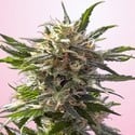 Crystal White (Spliff Seeds) feminized