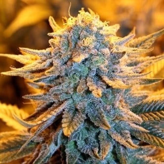 Dutch Automatic (Spliff Seeds) feminized