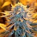 Dutch Automatic (Spliff Seeds) feminized