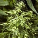 Fast Bud Outdoor (Spliff Seeds) feminized