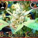 Big Buddha Cheese  (Big Buddha Seeds) feminized