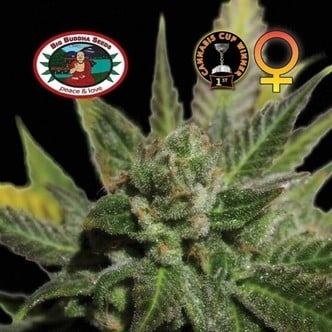 Big Buddha Cheese  (Big Buddha Seeds) feminized