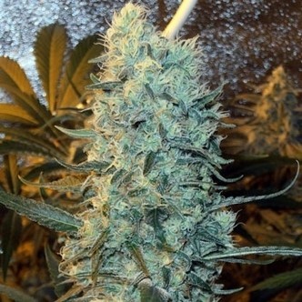 Power Plant (Spliff Seeds) feminized