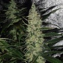 Super Skunk (Spliff Seeds) feminized