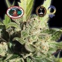 Blue Cheese (Big Buddha Seeds) feminized