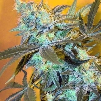 White Widow (Spliff Seeds) feminized