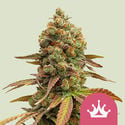 Special Queen 1 (Royal Queen Seeds) feminized