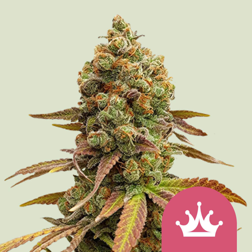 Special Queen 1 | Royal Queen Seeds | Cannabiszaden