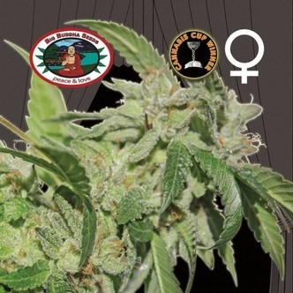 Buddha Tahoe (Big Buddha Seeds) feminized