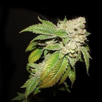 Larry OG Kush (Cali Connection) feminized