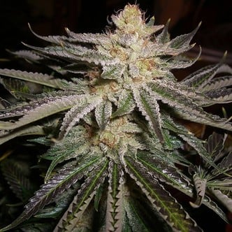 Original Sour Diesel (Cali Connection) feminized