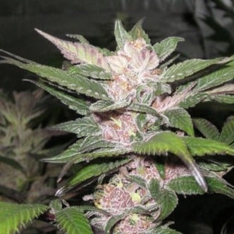 Purple Chem (Cali Connection) feminized