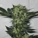 818 Headband (Cali Connection) feminized