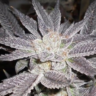 LA Affie (Cali Connection) feminized