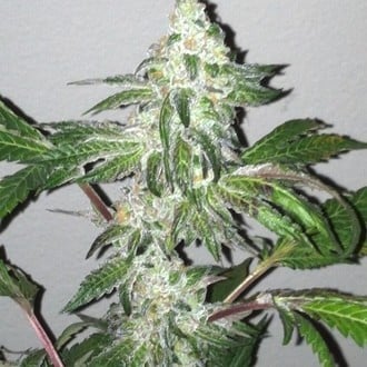 Girl Scout Cookies (Cali Connection) feminized