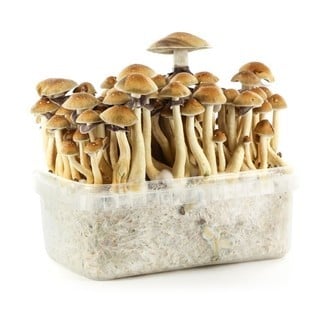 100% Mycelium Kit 'Brazil' (Supa Gro)