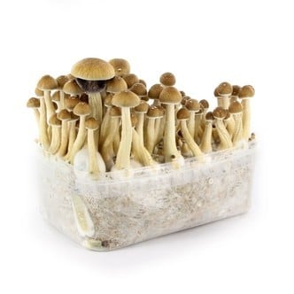 100% Mycelium Kit 'Cambodian' (Supa Gro)