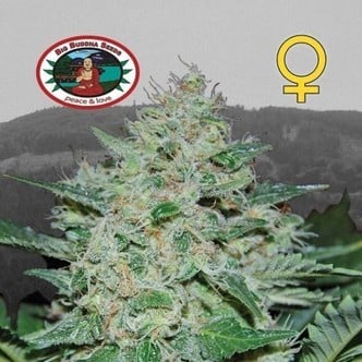 Freeze Cheese ´89 (Big Buddha Seeds) feminized