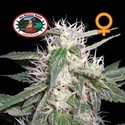 Cheese Dawg (Big Buddha Seeds) feminized