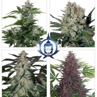 Assorted Auto (Buddha Seeds) feminized