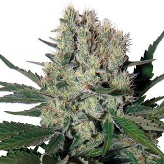 Syrup (Buddha Seeds) feminized