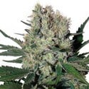 Syrup Auto (Buddha Seeds) feminized