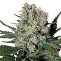 Syrup (Buddha Seeds) feminized