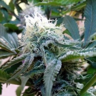 Douce Nuit (French Touch Seeds) feminized