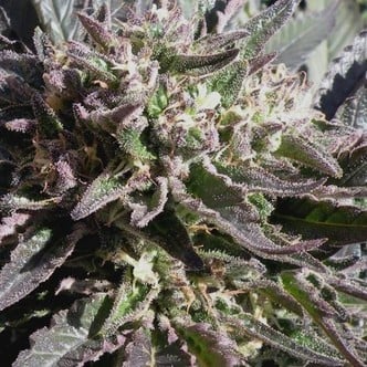 Frencheese (French Touch Seeds) feminized