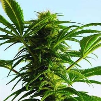 Mega Power Plant (Spliff Seeds) feminized