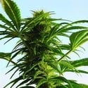 Mega Power Plant (Spliff Seeds) feminized