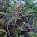 Somango (Soma Seeds) feminized