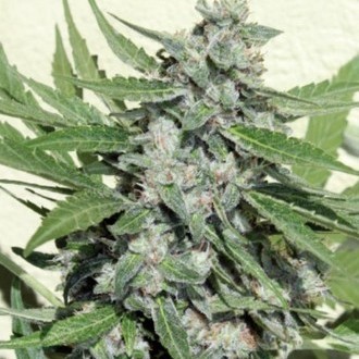 White Dwarf (Buddha Seeds) feminized