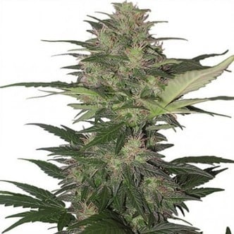 Red Dwarf Auto (Buddha Seeds) feminized