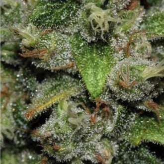 Red Dwarf Auto (Buddha Seeds) feminized